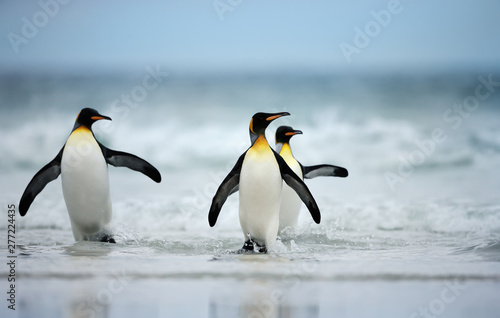 Three King penguins returning from sea to a coastal area