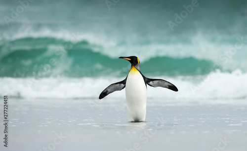 King penguin standing on a sandy coast against big waves