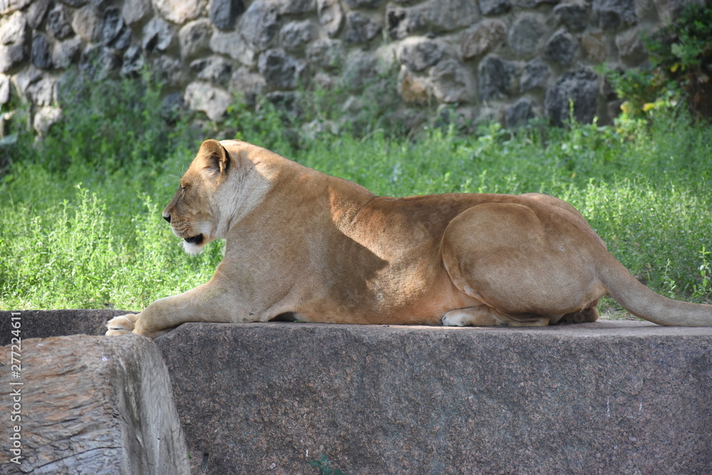 Lion male sleeping in the green grass. Lion male sleeping in the green grass.
