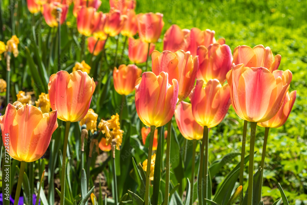 Obraz premium In spring, tulips grew and blossomed in parks and flower beds.