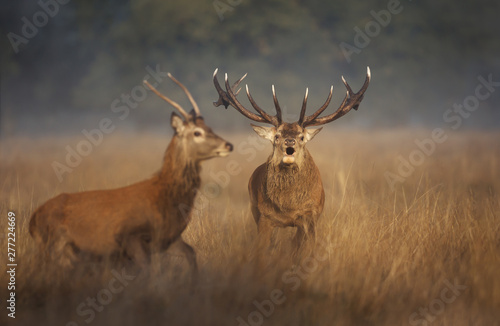 Red deer stag chasing a young buck away during rutting season in autumn © giedriius