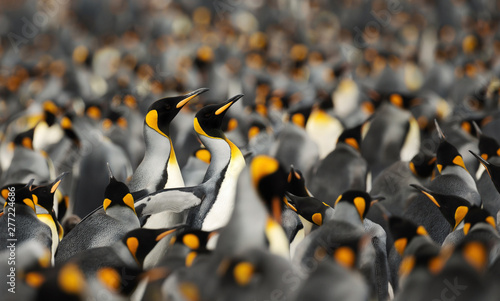 King penguins making way through a group of penguins at Volunteer point, Falkland Islands.