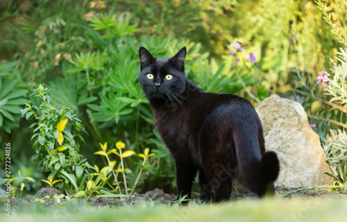 Tablou pe pânză Close up of a black cat on the grass in the garden