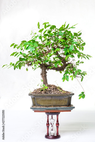 Bonsai tree and hourglass on a white background. The concept of the duration of cultivation.