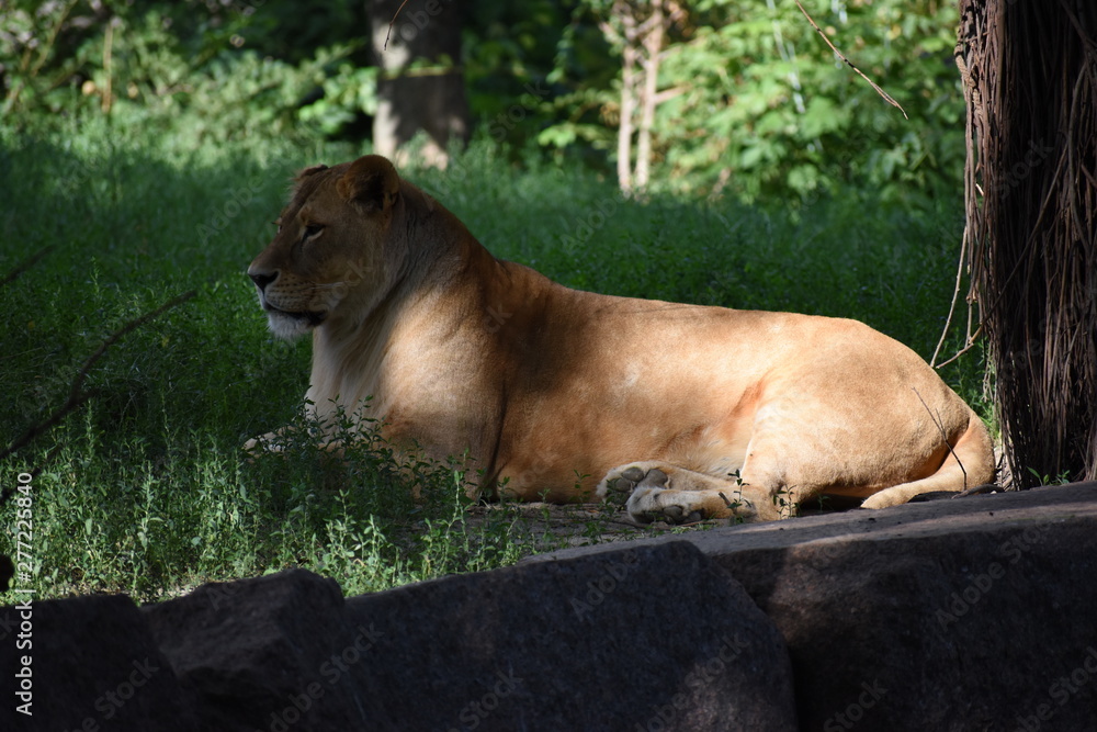 Lion male sleeping in the green grass. Lion male sleeping in the green grass.