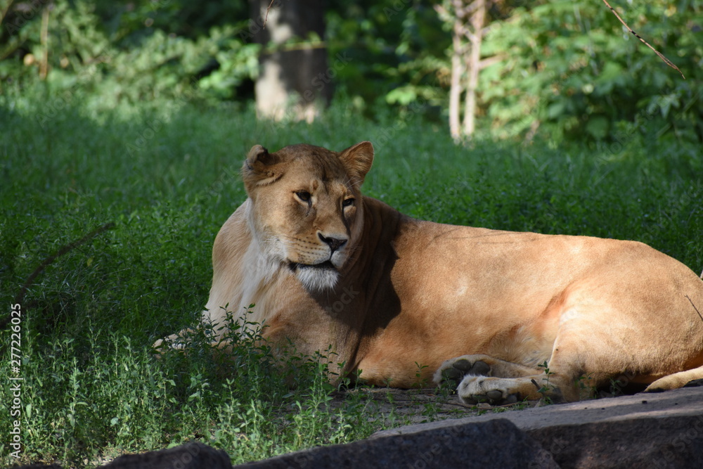 Lion male sleeping in the green grass. Lion male sleeping in the green grass.