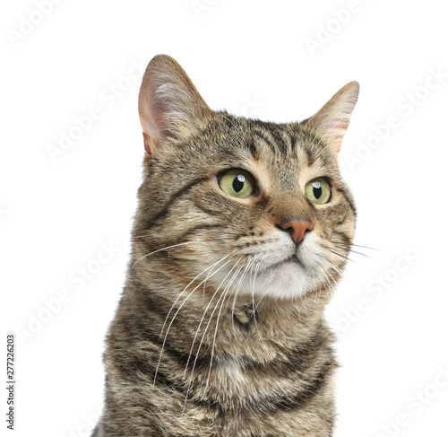 Cute tabby cat isolated on white. Friendly pet