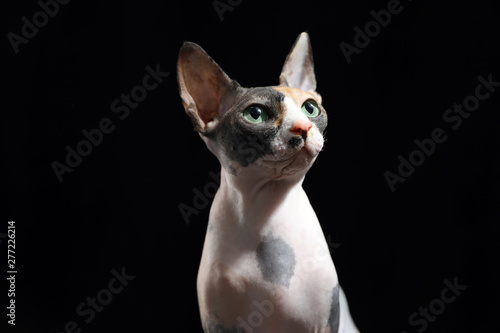 Cute sphynx cat on black background. Friendly pet © New Africa