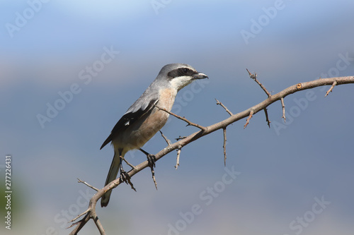 The great grey shrike (Lanius excubitor), known as the northern shrike or Iberian grey shrike (Lanius meridionalis) sitting on the branch with blue background.