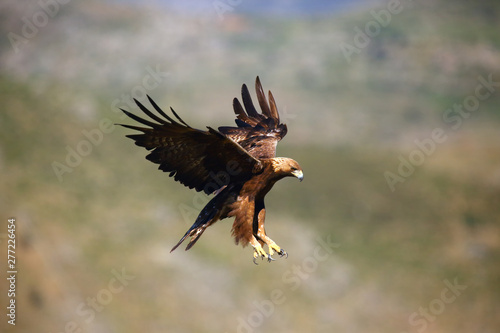Schilderij op canvas The golden eagle (Aquila chrysaetos) flying over the rock