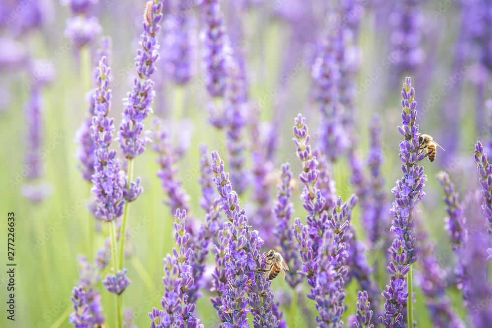 close up of lavender field blooming close up of lavender field blooming