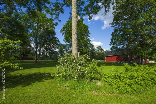 Gorgeous view of private garden. Green trees, flowers bush on blue sky with white clouds background. Sweden Europe.