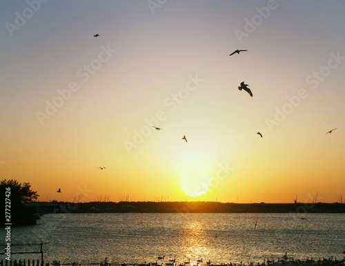seagulls flying over the sun setting over a dark lake with glowing reflections in the water and swimming swans and geese in silhouette