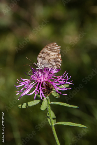 Mariposa Melanargia en Flor Purpura