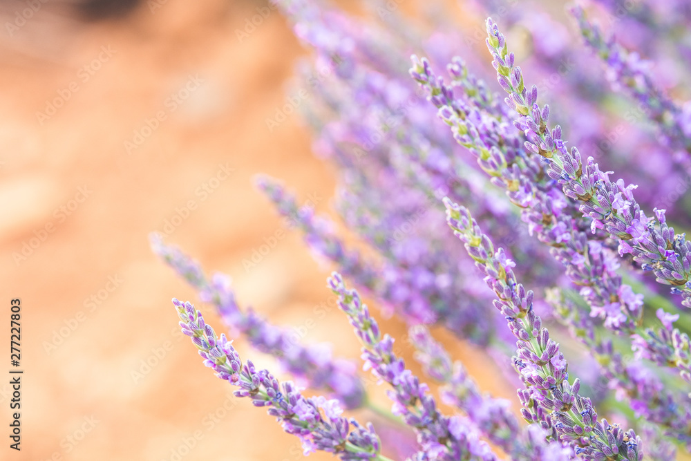 Obraz premium close up of lavender field blooming 