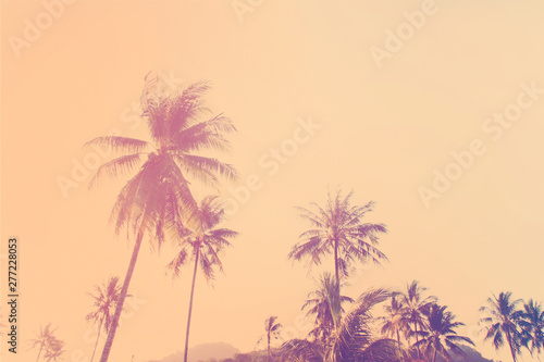 Tropical background palm trees morning sun light