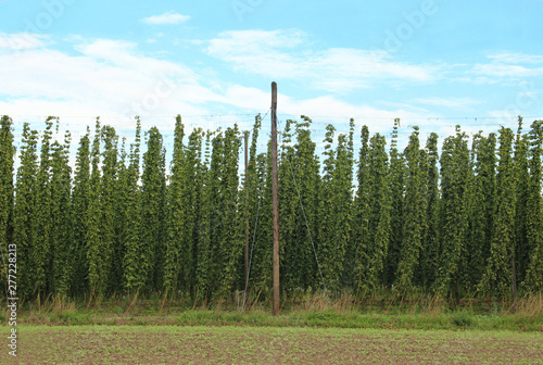 hop field, blue and white sky