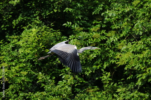 Fischreiher