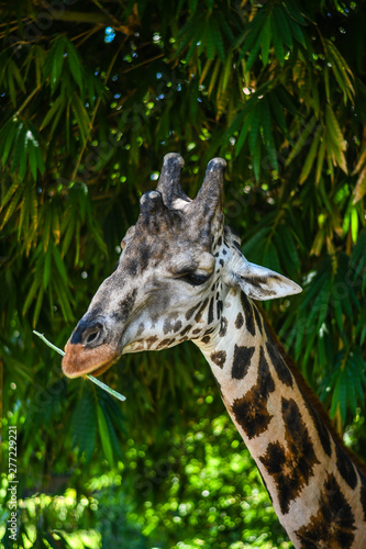 giraffe eating in Guatemalan zoo