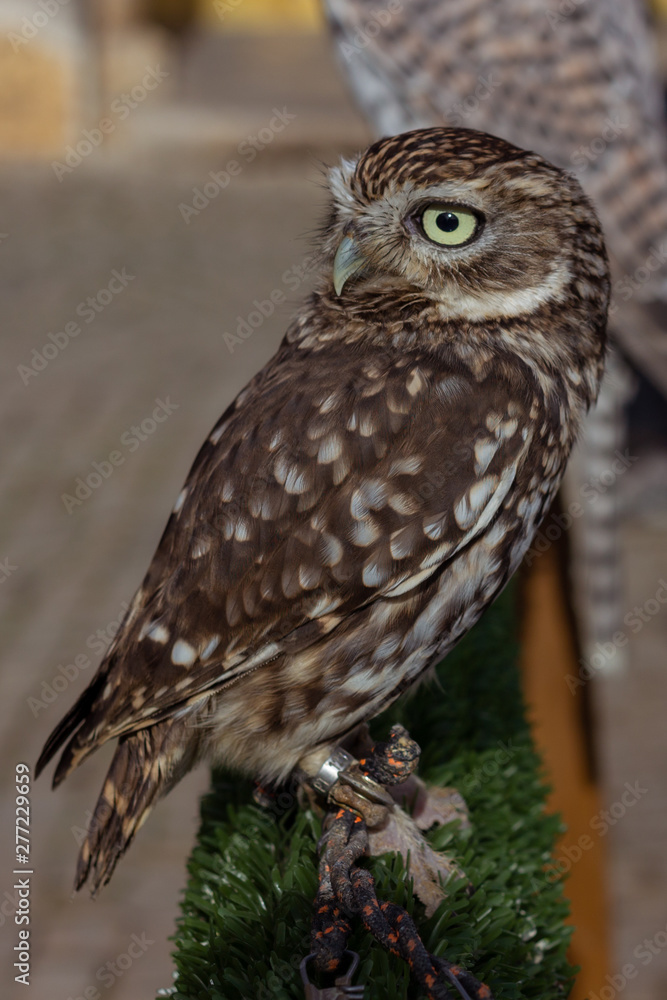 Small owl looking at the horizon