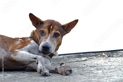 Close up a face of Thai two tones dog laying on dirty cement ground floor with white color background 