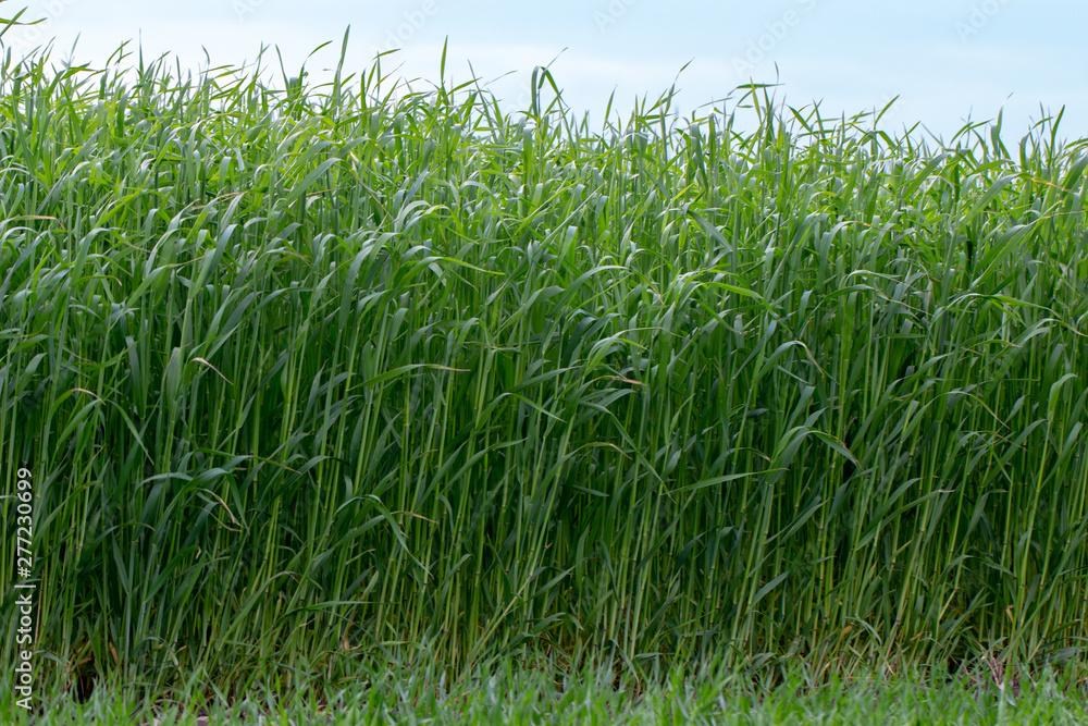 Young wheat sprouts, on the field, under the blue sky Young wheat sprouts, on the field, under the blue sky