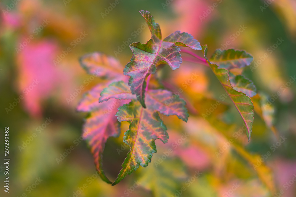 The abstract blurred background based on purple-green autumn leaves The abstract blurred background based on purple-green autumn leaves