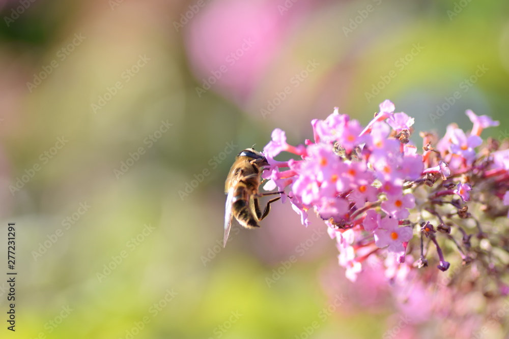 bee on a flower bee on a flower
