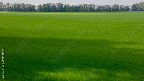 Fields with green wheat under a blue sky landscape