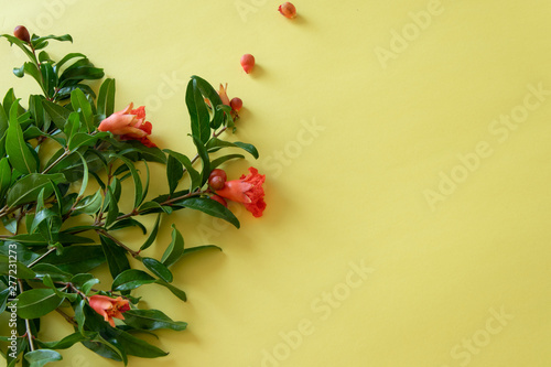 Blossom pomegranate branch on yellow background with space for text