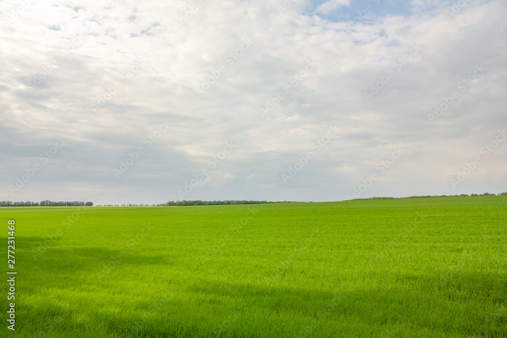 Fields with green wheat under a blue sky landscape