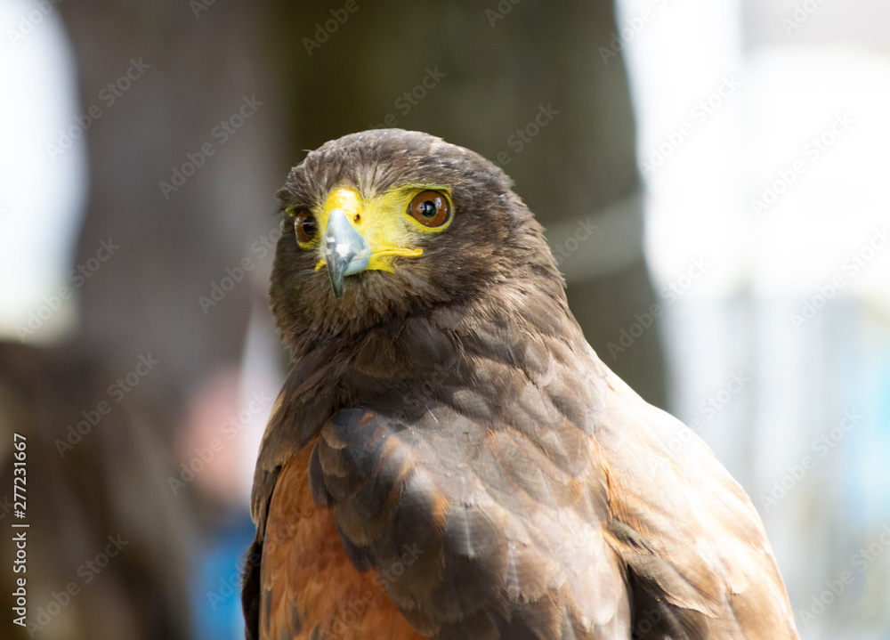 Obraz premium hawk, falcon