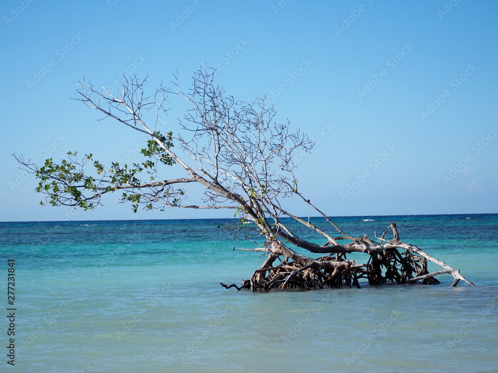 spiagge da sogno a cuba con mangrovia