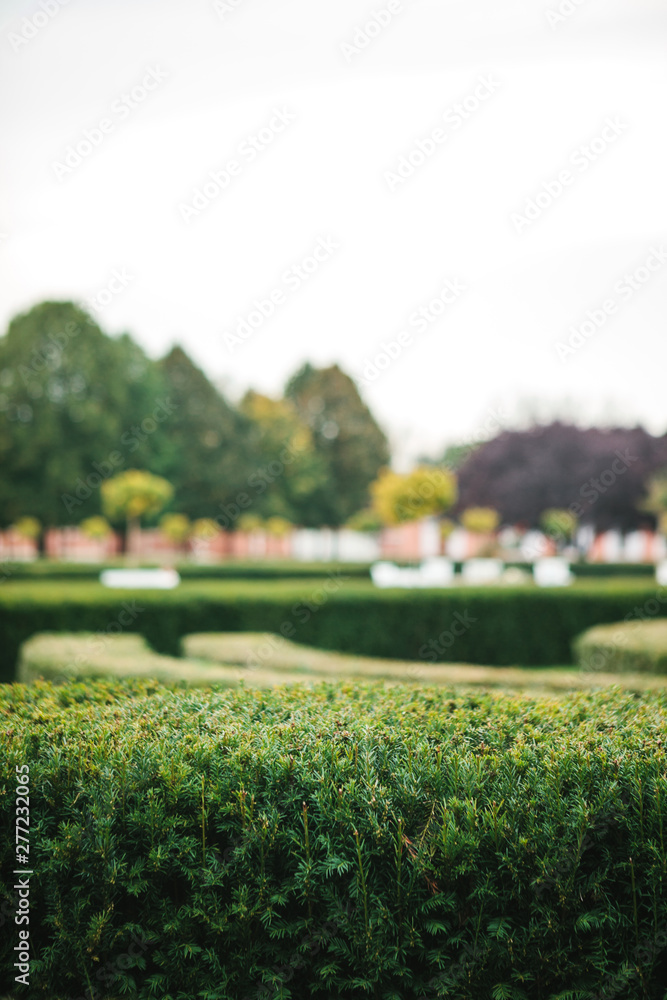 City park with bushes and trees. Selective focus on the bushes. Place to rest.