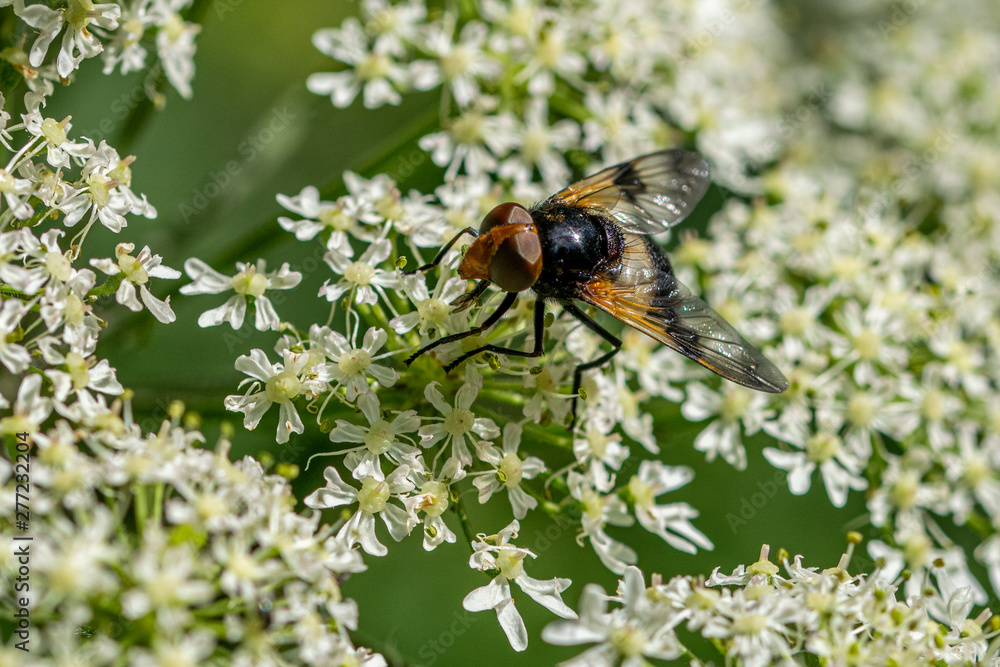 Pellucid Hoverfly (Volucella pellucens) resting on cow parsley flowers (Anthriscus sylvestris) Pellucid Hoverfly (Volucella pellucens) resting on cow parsley flowers (Anthriscus sylvestris)