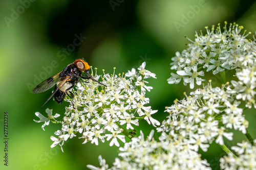 Pellucid Hoverfly (Volucella pellucens) resting on cow parsley flowers (Anthriscus sylvestris) © Anders93