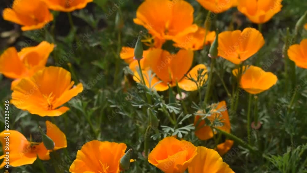 The bushes Escholzia colors in the light. The bushes Escholzia colors in the light.