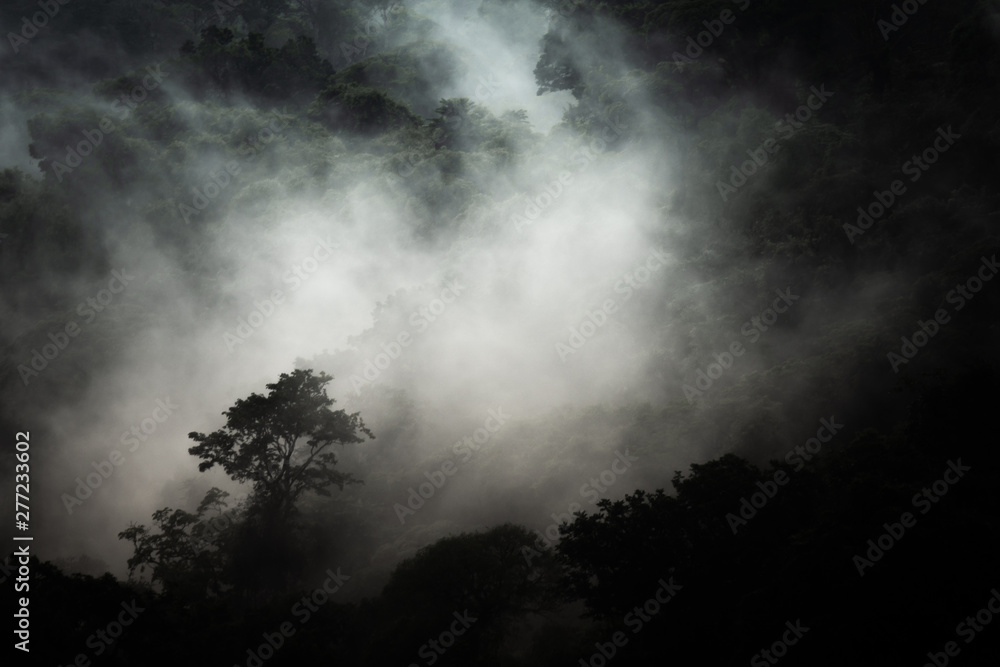 Cloud forest at San Gerardo de Dota, Costa Rica in the Talamanca mountain range. Los quetzales national park. Cloud forest at San Gerardo de Dota, Costa Rica in the Talamanca mountain range. Los quetzales national park.