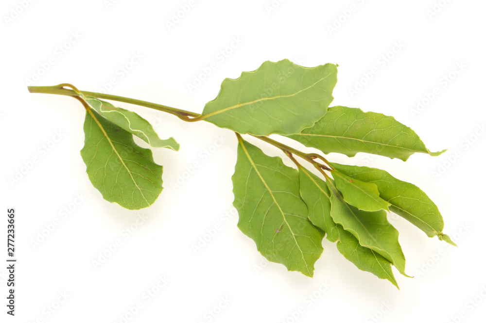 Fototapeta premium Green laurel leaves on the branch
