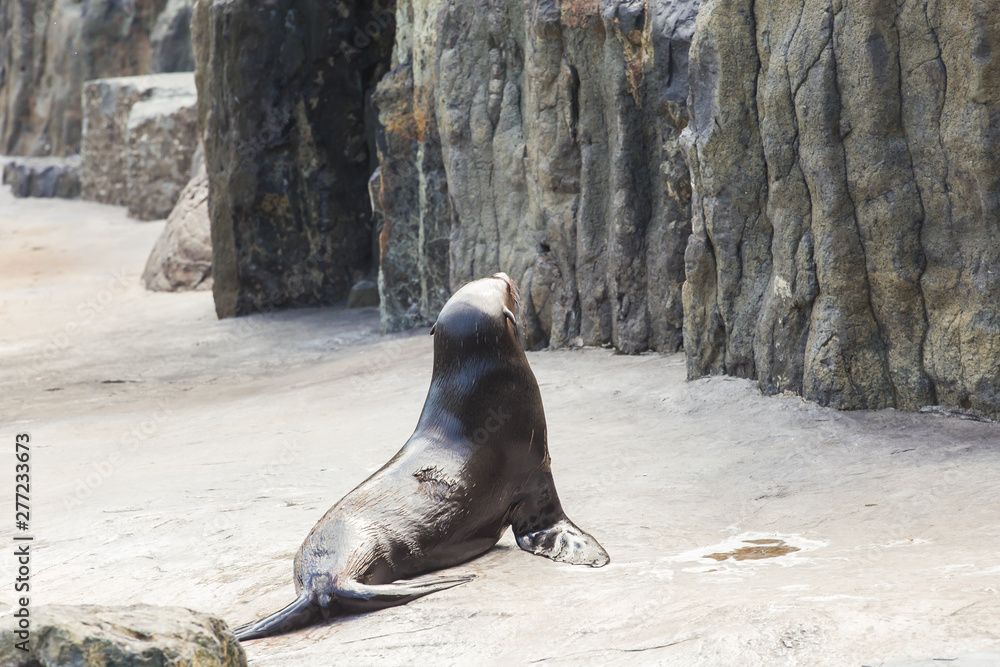 Fototapeta premium Cute fur seal at the zoo. Concept of animal life in nature and nature reserves. Environmental protection.