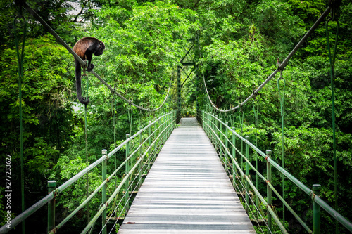 Howler at the hanging bridge at the tropical rainforest at Sarapiqui, Costa Rica. Bridge crossing Sarapiqui river.