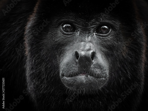 Photography Monkey portrait