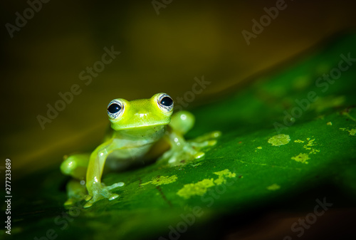 Teratohyla spinosa glass frog (spiny cochran frog) of the family of centrolenidae on a green leaf in the jungle of Costa Rica. Seen from the side. Photo at Corcovado national park. 