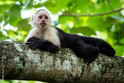 Capuchin monkey (cebinae, a new world monkey) laying in the tree. Photo taken at cahuita national park, Costa Rica.  photo