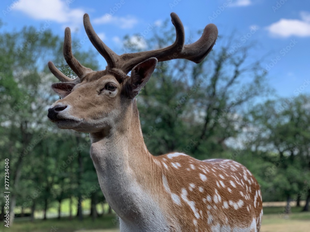 Fototapeta premium Wildlife