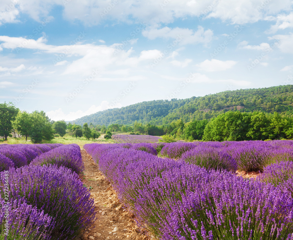 French blooming lavender field