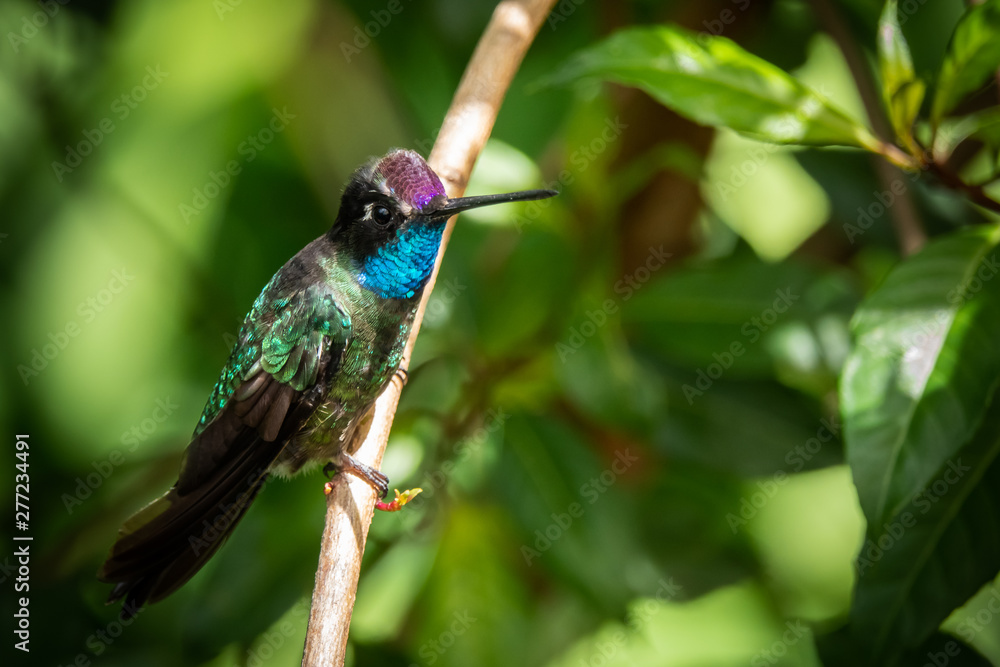 Rivoli's hummingbird male or magnificent hummingbird (Eugenes fulgens) at San Gerardo de Dota, Costa Rica. Rivoli's hummingbird male or magnificent hummingbird (Eugenes fulgens) at San Gerardo de Dota, Costa Rica.