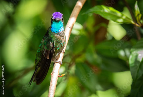 Rivoli's hummingbird male or magnificent hummingbird (Eugenes fulgens) at San Gerardo de Dota, Costa Rica.
