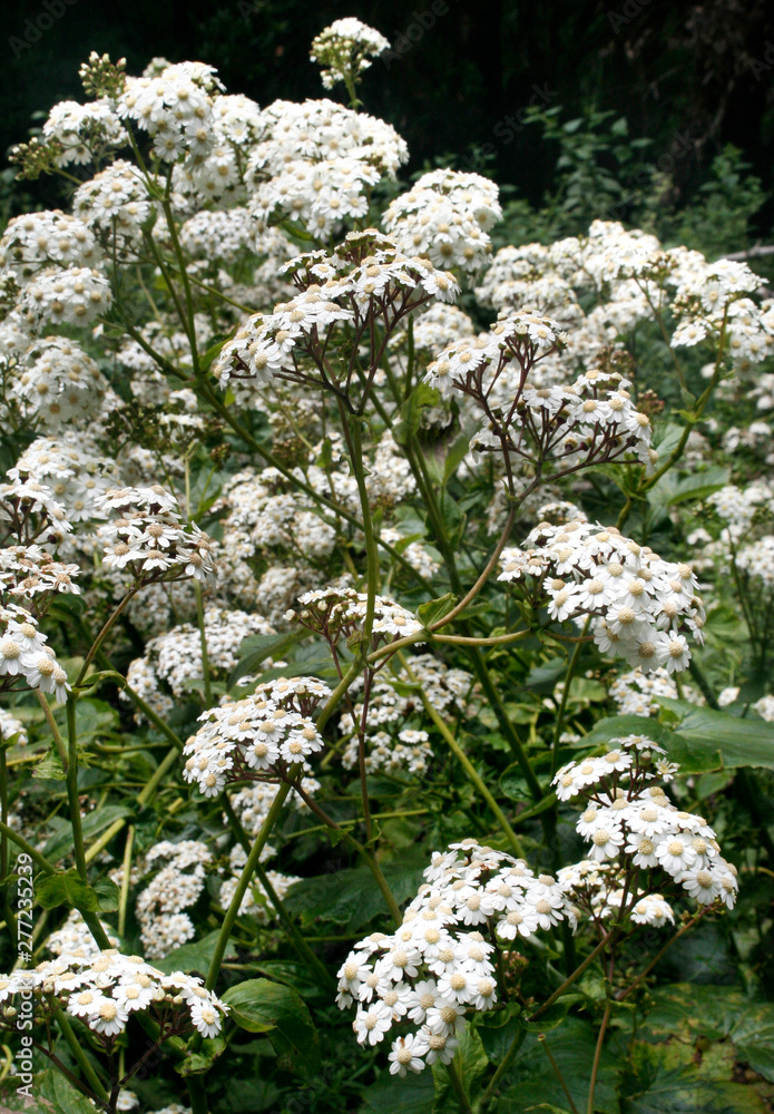 close up of white flowers in a forest on el Hierro close up of white flowers in a forest on el Hierro