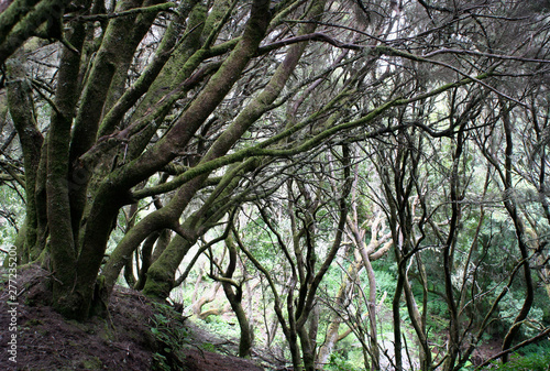 trees in the rain forest of el Hierro
